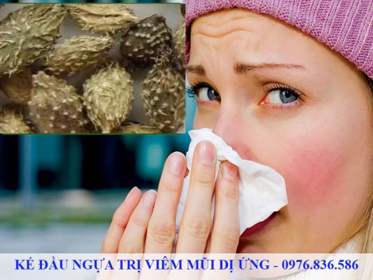 Ké đầu ngựa trị viêm mũi xuất tiết, đờm đặc vàng