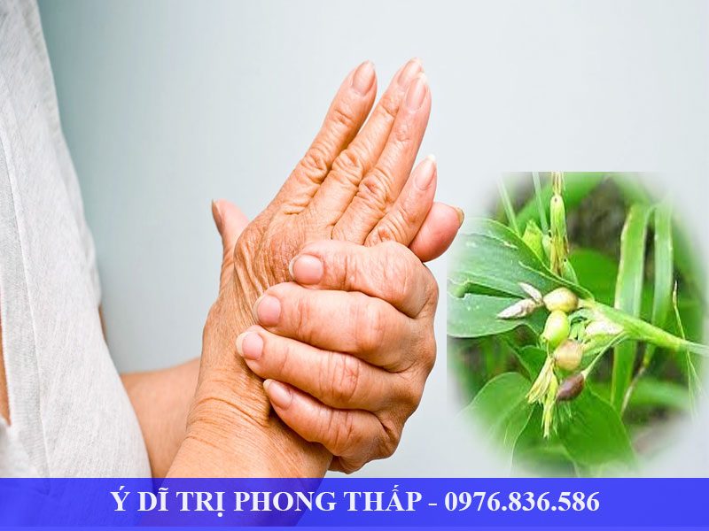 Ý dĩ hỗ trợ điều trị phong thấp