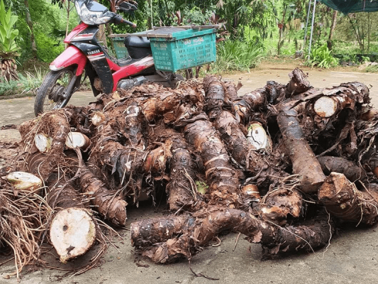 Hình ảnh Bạc hà núi