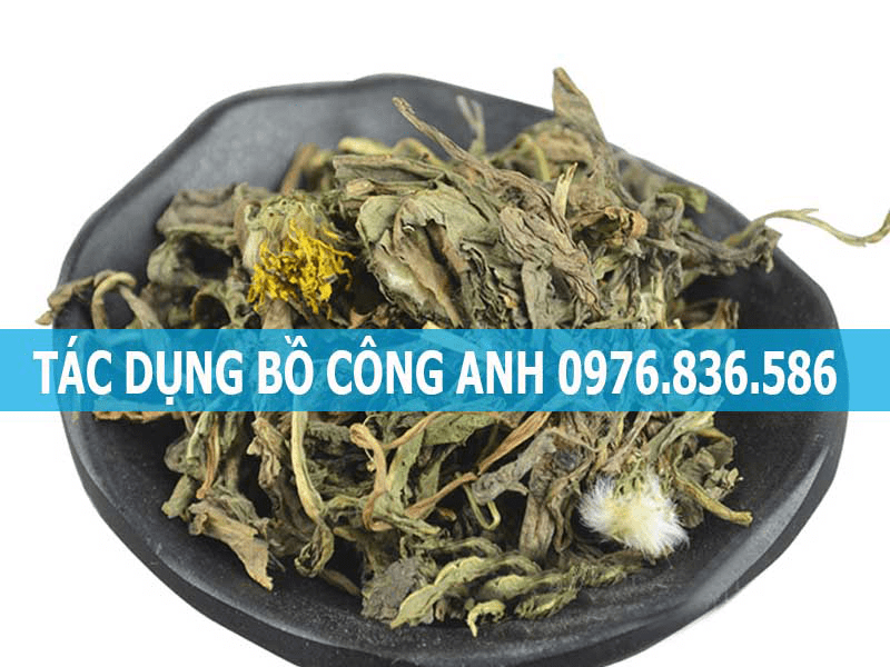 Bồ công anh