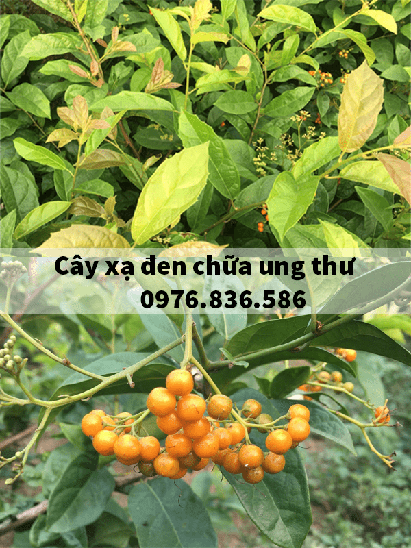 Địa chỉ bán cây xạ đen