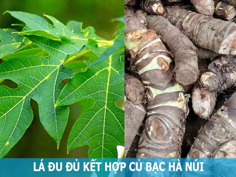 lá đu đủ kết hợp bạc hà núi