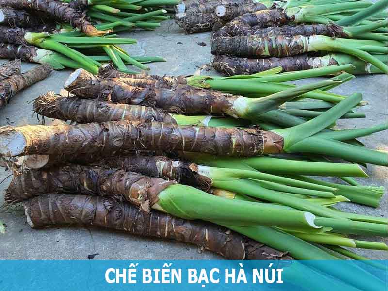 Hình ảnh chế biến củ bạc hà núi