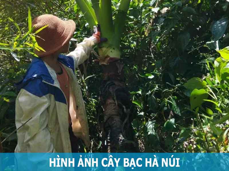 Hình ảnh cây bạc hà núi